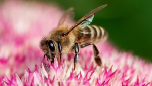 Embellir les tombes avec des plantes qui attirent les abeilles